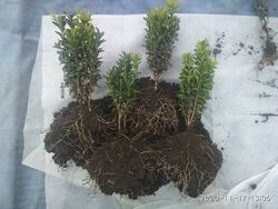 #5: отправленные ростки