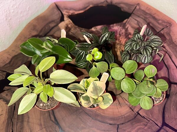 Кімнатні рослини заміокулькас, красула, пеперомія, Маранта, калатея