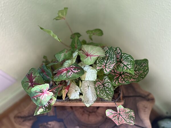 Каладіум, Caladium   10,5 см, h 15см. 4 сорти.