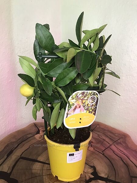 Цитрофортунелла floridana  12 см, h 30 см