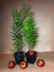 Гранат вкусный  