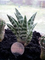 Алое тигровое, пестрое, суккулент