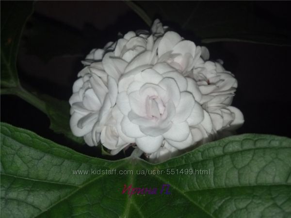 Клеродендрумы