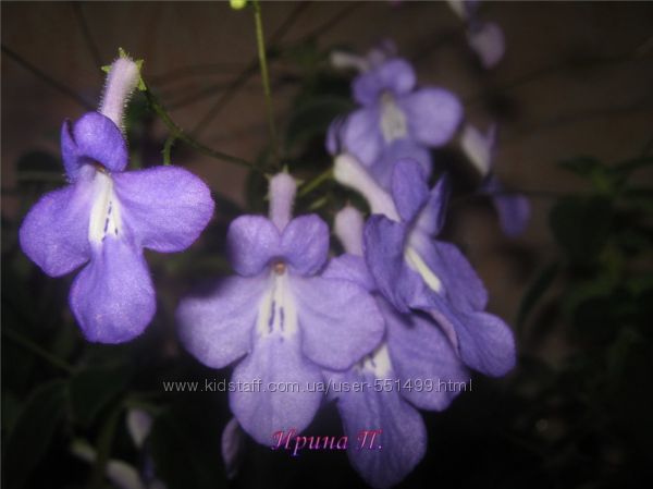 Стрептокарпусы