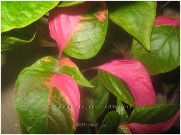 Декоративнолиственные