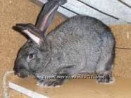 Кролики породы Обер из Австрии 