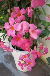 Дипладения CREAM PINK