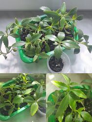  саженцы  каланхоэ и крассула, хлорофитум 