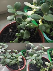 #1: крассула 10 грн