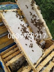 Мед акація 2025, лісовийз власної пасіки, соти, прополіс, забрус