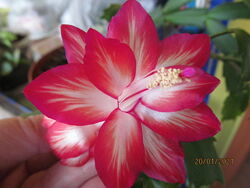 #9: Floral Bouquet