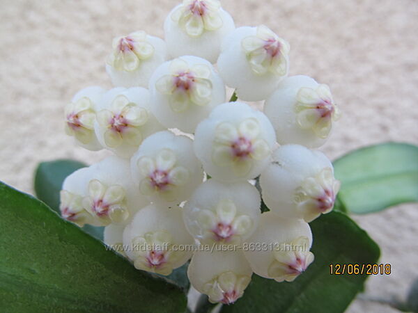 Хойя Ваетти,  Куртисии,   Rotundiflora и др