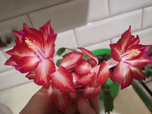#2: Floral Bouquet