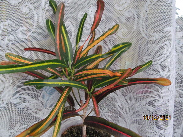 Кротон Банана Banana