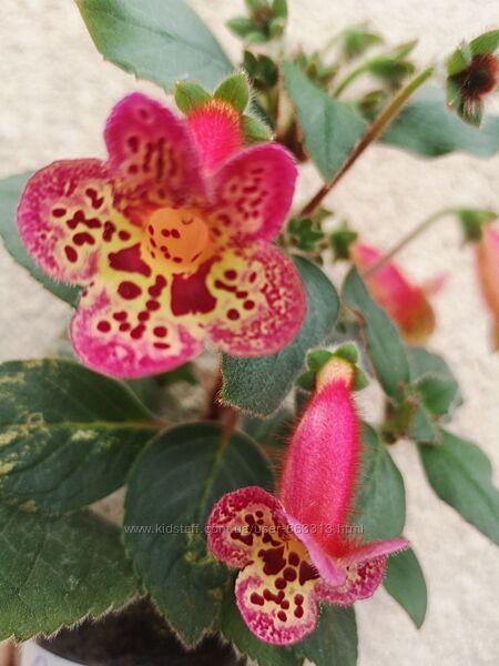 Колерия цветущая Persian Cаrpet