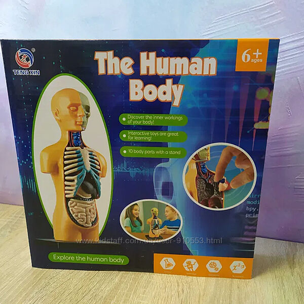 Набір для досліджень TENG XIN Модель тулуба людини збірна, 14 см 