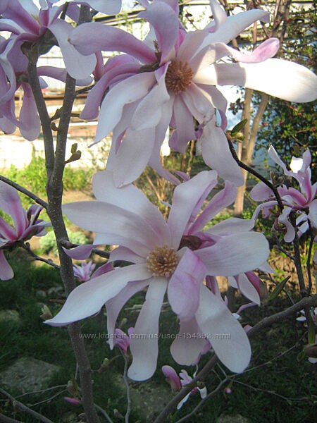 Магнолия Лебнера Leonard Messel, Насіння