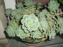 #1: Echeveria elegans