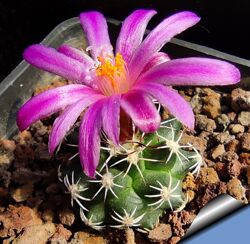 Сіянці кактуса Turbinicarpus nikolae