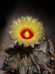 Сіянці кактуса Astrophytum capricorne v. major
