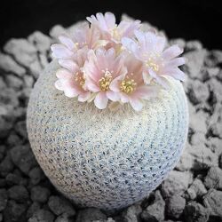 Сіянці кактуса Epithelantha micromeris 