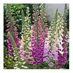 Насіння наперстянки.