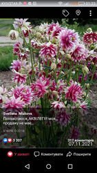  квіточки, квітулі