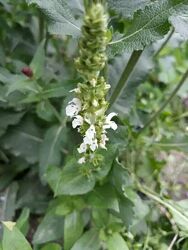 #8: біленька