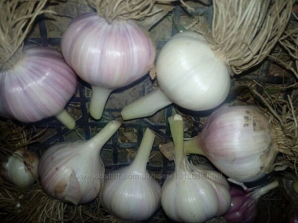 часник зимовий і ярий