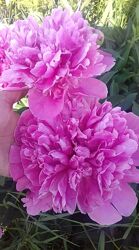 ІТО Bartzella, Julia Rose, Coral  sanset та трав&acuteянисті півонії, воронець