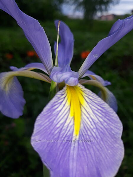 Плоский , сибірський, спуріа, болотяний  ірис