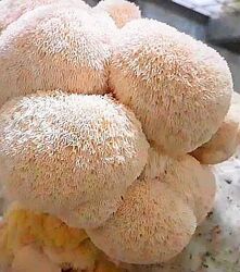 Гериций -Ежовик Їжовик власне вир-цтво 