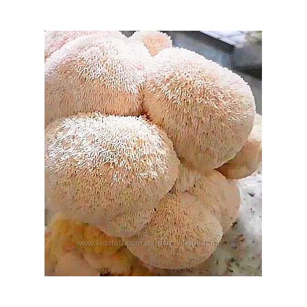 Гериций -Ежовик Їжовик власне вир-цтво 