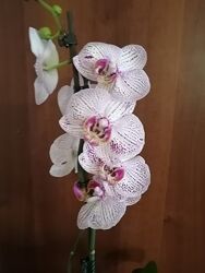 Продам фаленопсис орхидею ИНВЕРСИЯ
