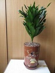 Комнатное растение для дома и офиса драцена компакта аглаонема кактус