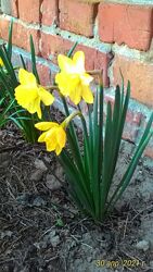 #3: ярко-желтые 11 грн