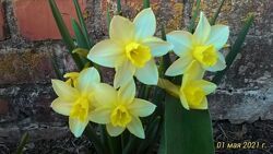 #5: Средние хамелеоны 12