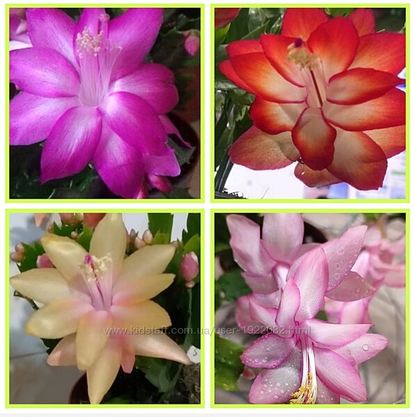 9 видов срезы Рождественник, шлюмбергера, декабрист