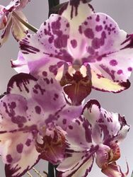 Phalaenopsis Пелор Бабулетка Бабочка Орхідея Орхидея Орхидеи фаленопсис пел