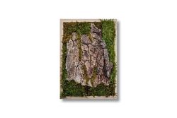 Фіто картина кора дерева, текстура дерева в рамці, лісовий настінний декор