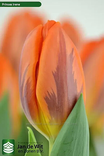 Цибулини тюльпанів Нідерланди.