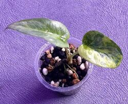 Алоказия Сильвер вариегата