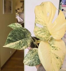 Монстера вариегатная Легаси