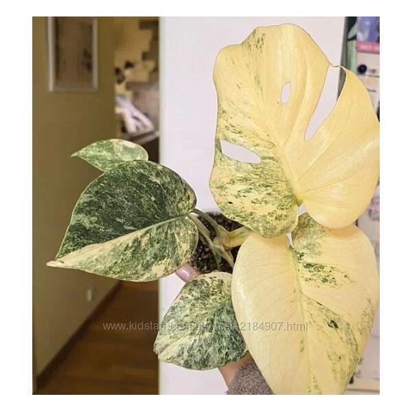 Монстера вариегатная Легаси