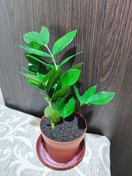 #3: 3 фото