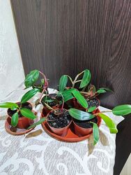 Філодендрон erubescens, birkin, hederaceum