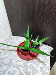 Юка yucca