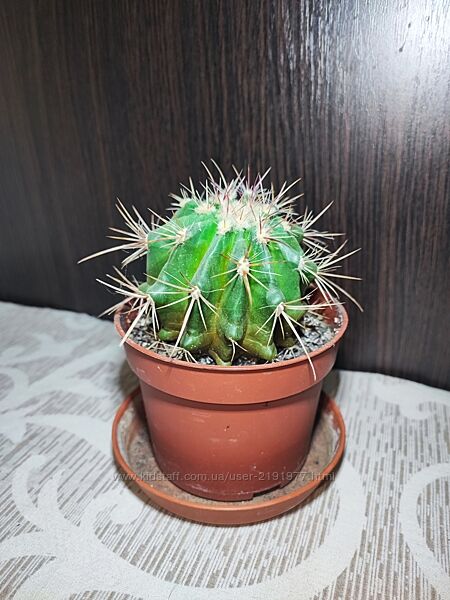 Кактус ferocactus tephrocactus