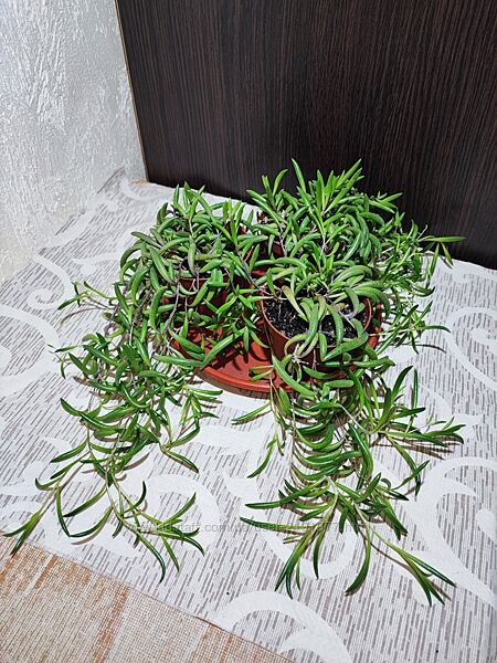 Оттона капська crassothonna capensis